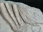 Double Scytalocrinus Crinoid Fossil - Crawfordsville #8399-2